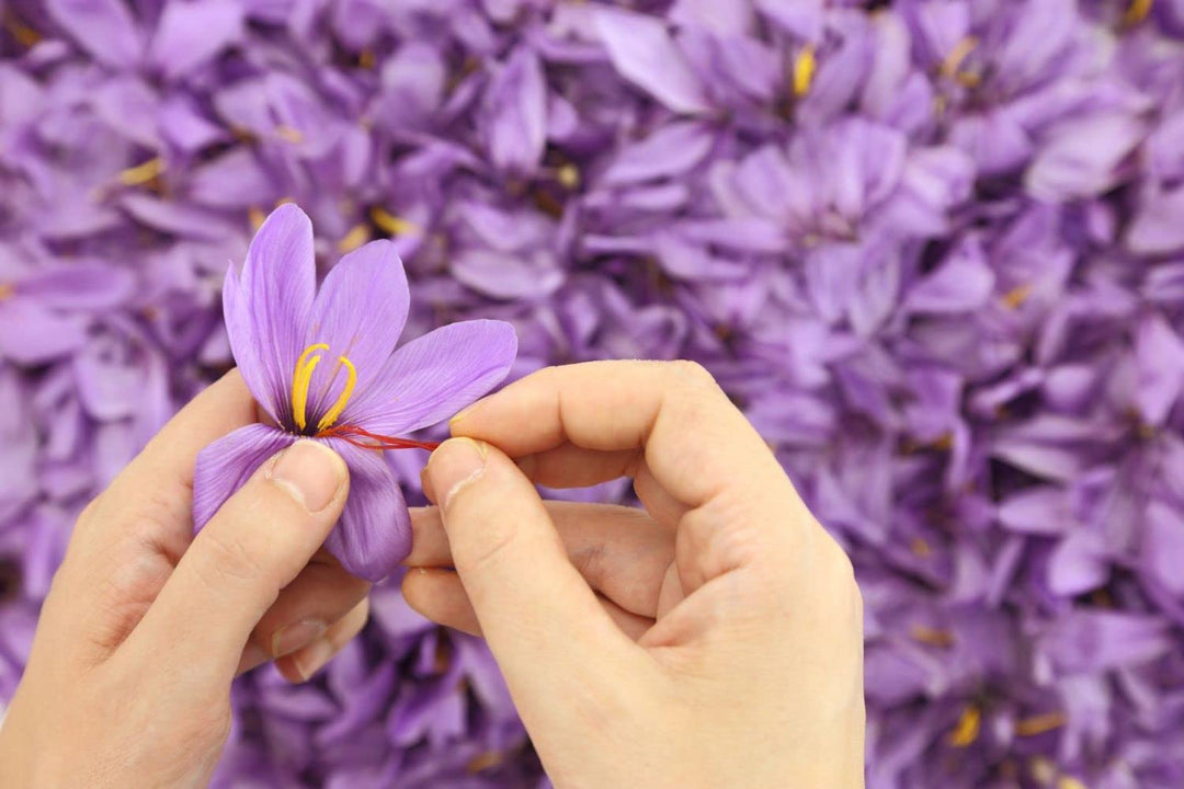 Aiva Spanish Saffron | 1 g