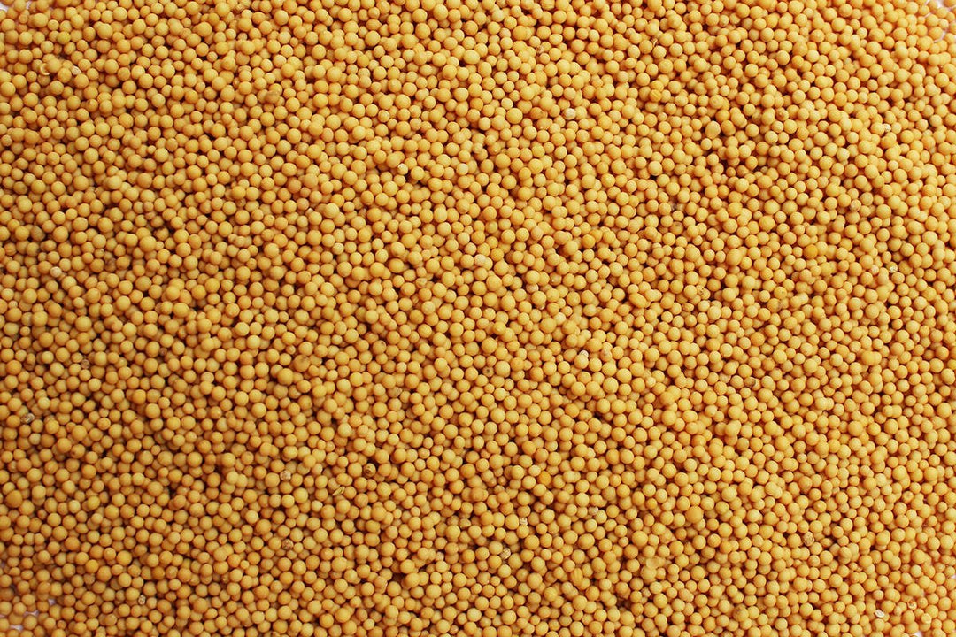 Aiva Yellow Mustard Seeds | 5 lb